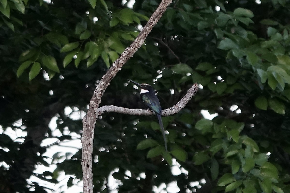 Jacamar à longue queue - ML606619271