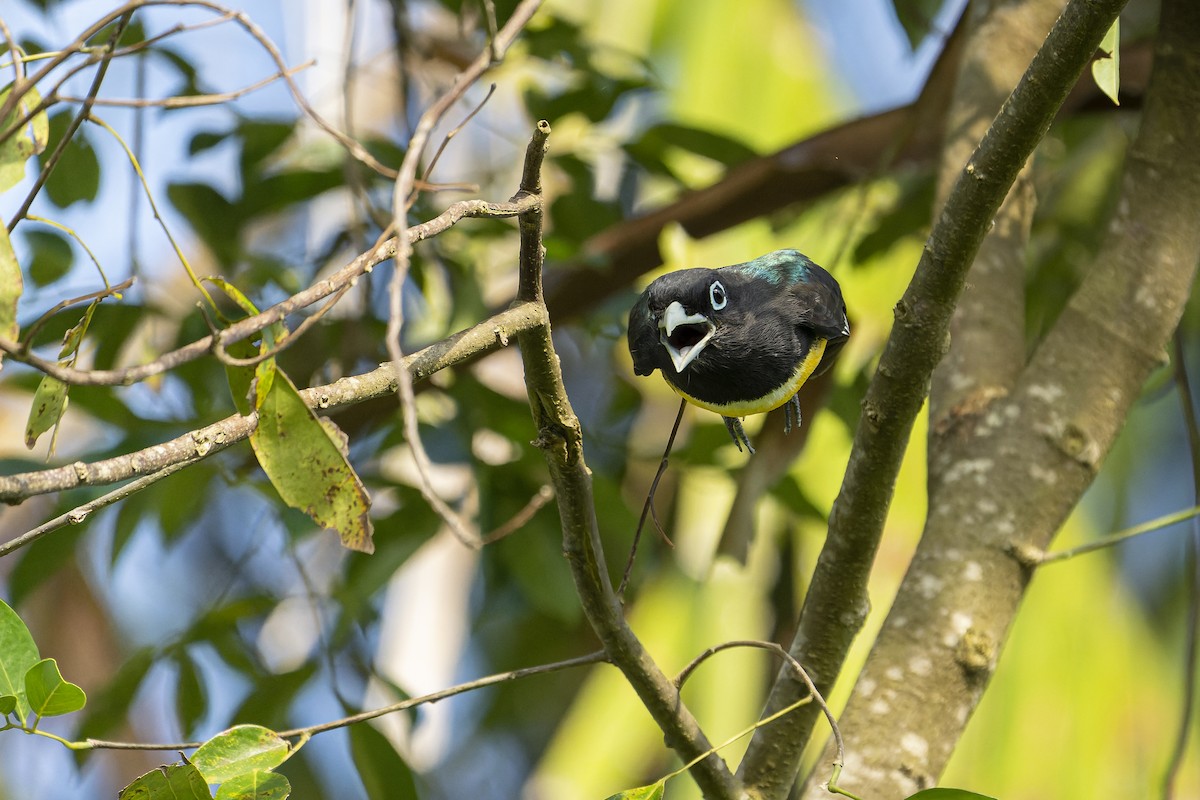 Black-headed Trogon - ML606619531