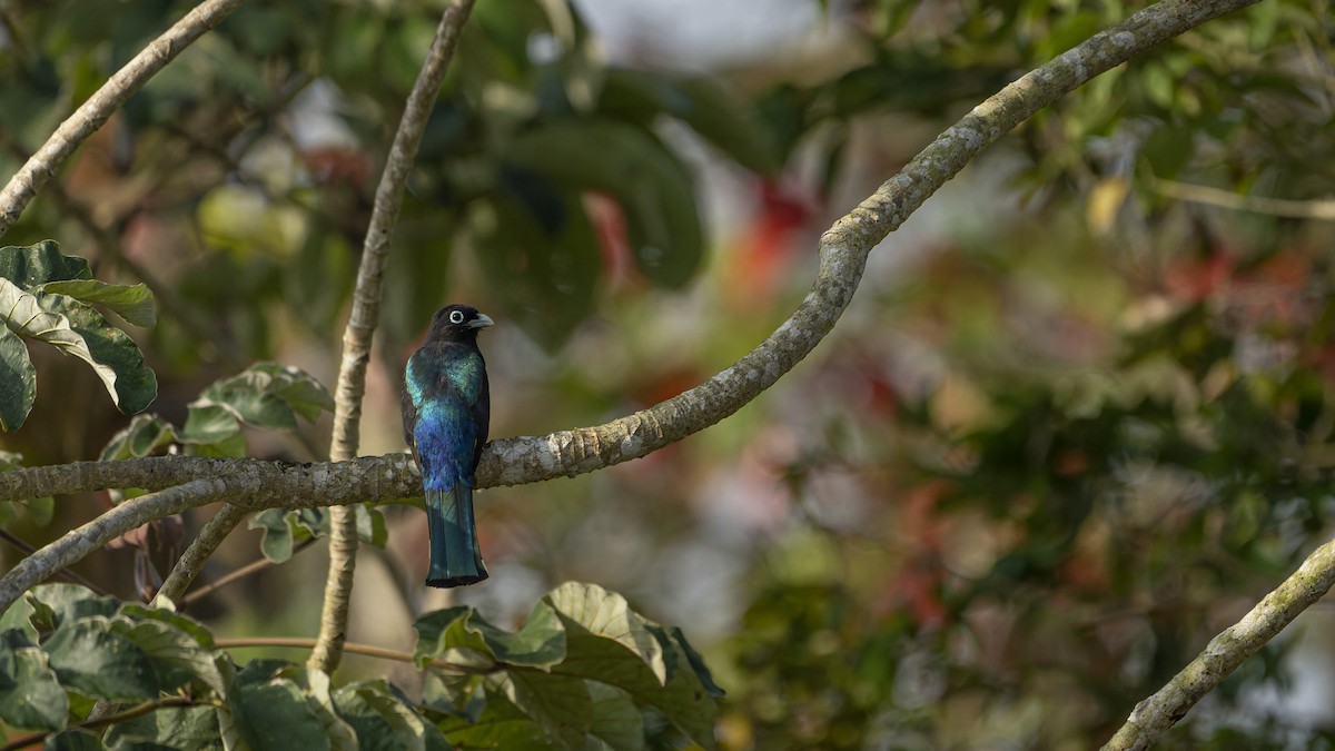 Black-headed Trogon - ML606619551