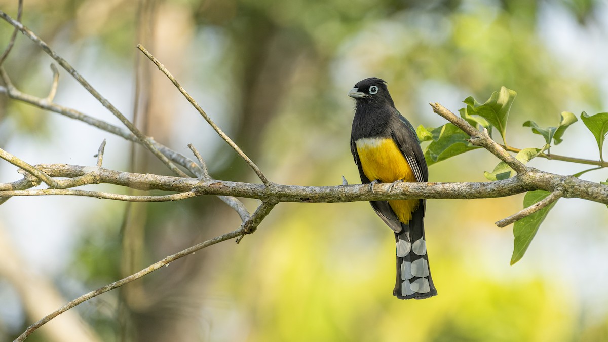 Black-headed Trogon - ML606619581