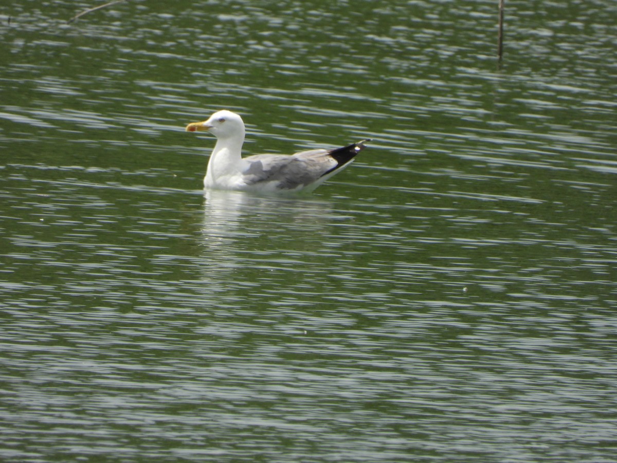 Yellow-legged Gull - ML606619981