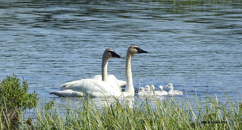 Trumpeter Swan - ML606620161