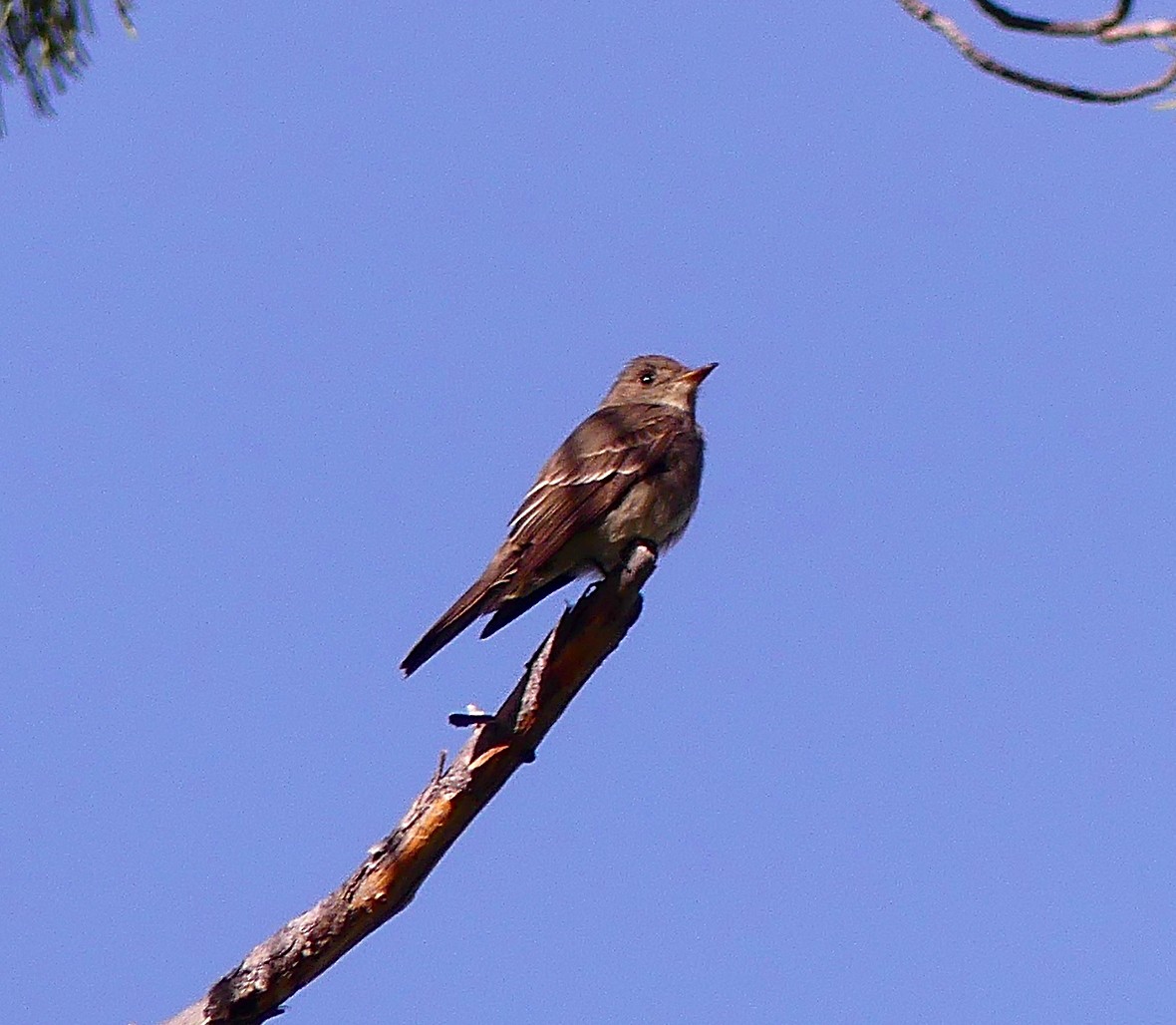 Western Wood-Pewee - ML60662111