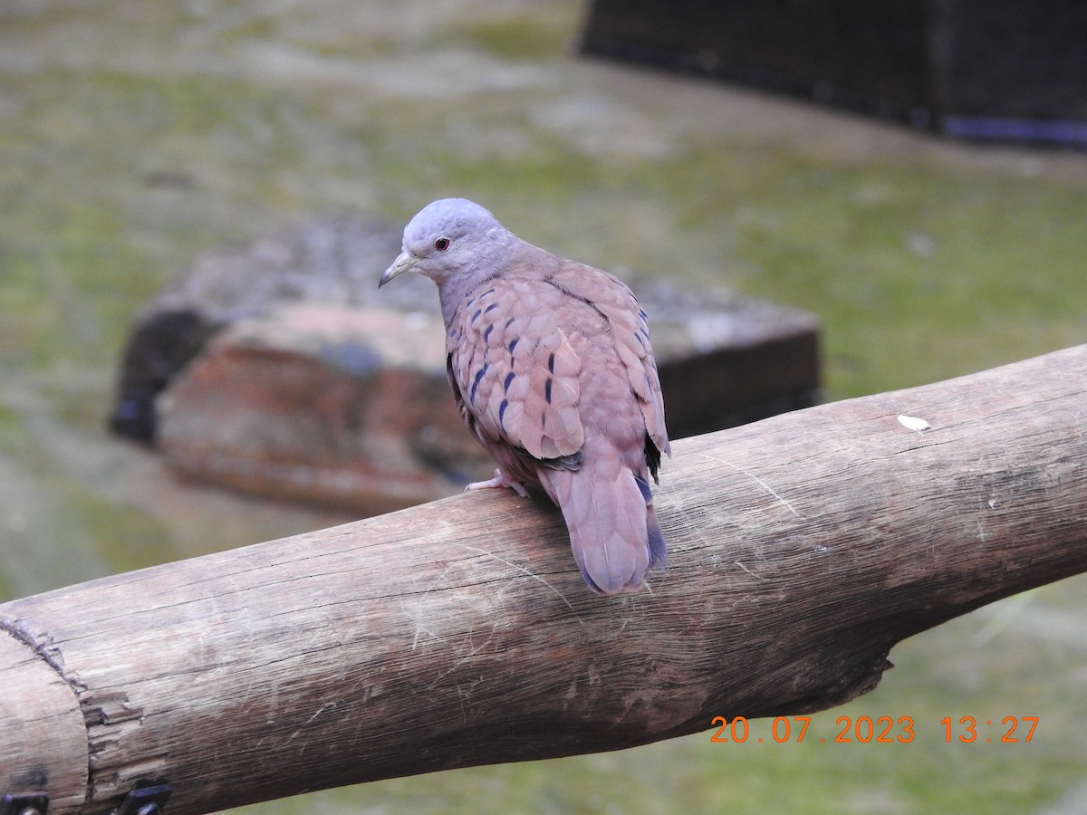 Ruddy Ground Dove - ML606621701