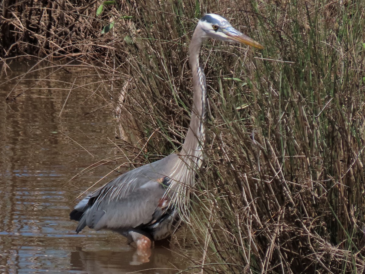 Great Blue Heron - ML606621731