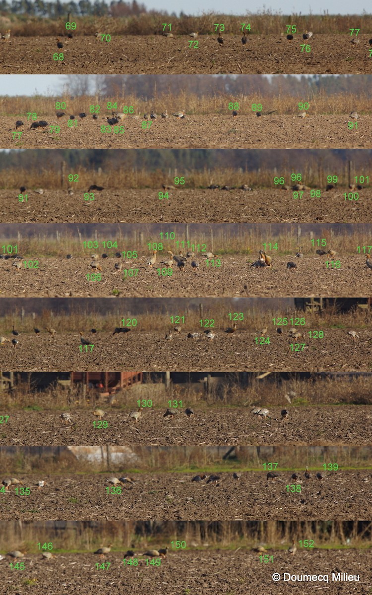 Ruddy-headed Goose - Ricardo  Doumecq Milieu