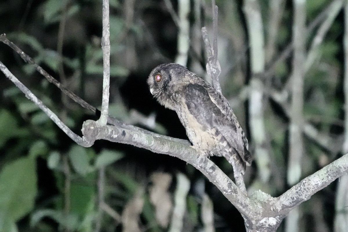 Tawny-bellied Screech-Owl (Austral) - ML606623221
