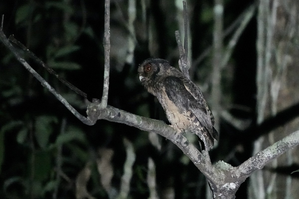 Tawny-bellied Screech-Owl (Austral) - ML606623261