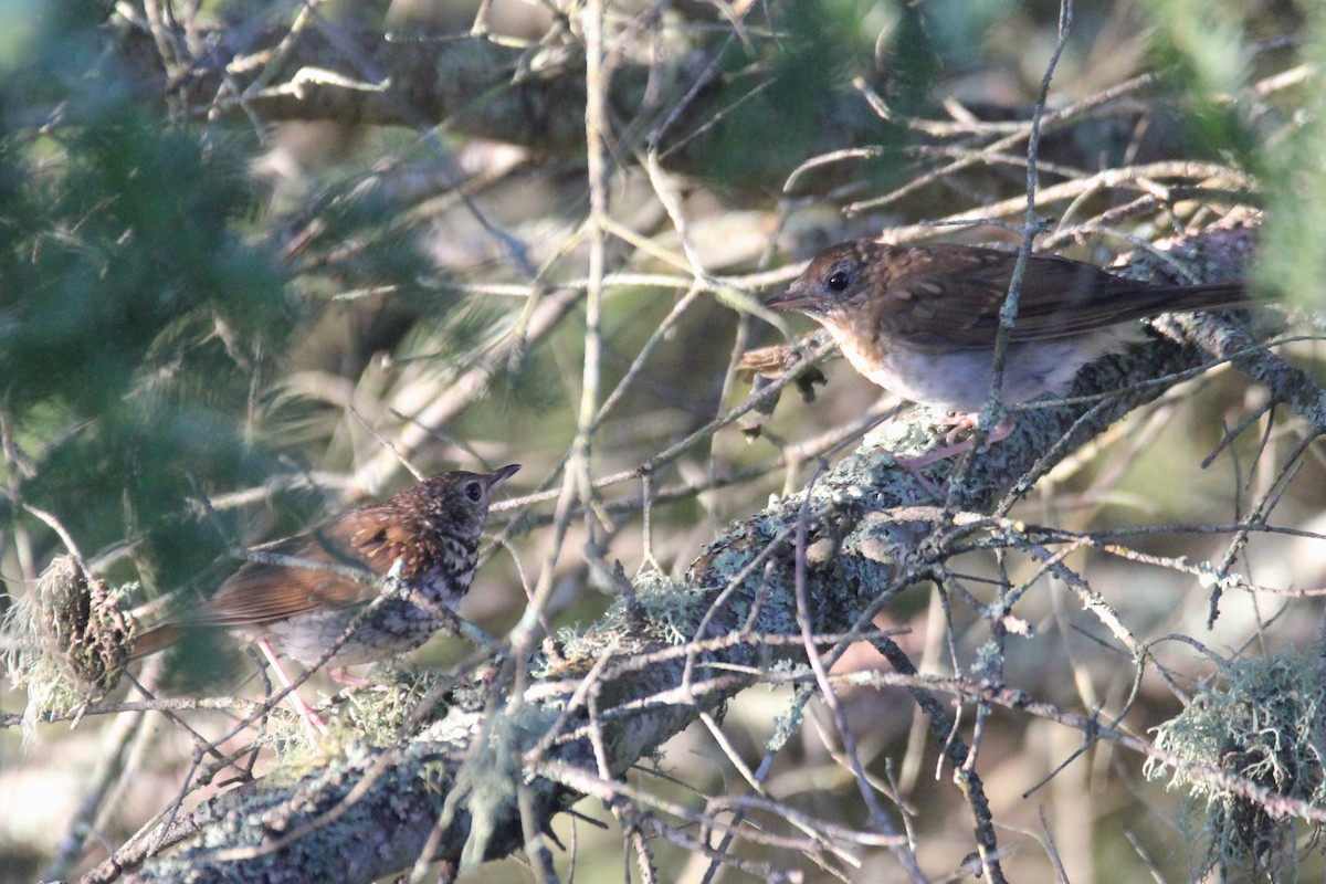 Hermit Thrush - ML606624041