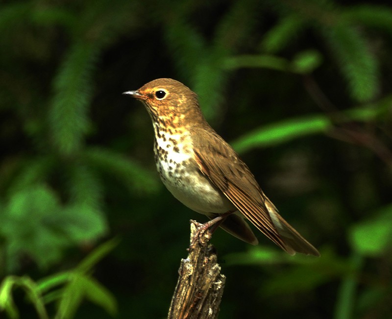 Swainson's Thrush - ML606624541