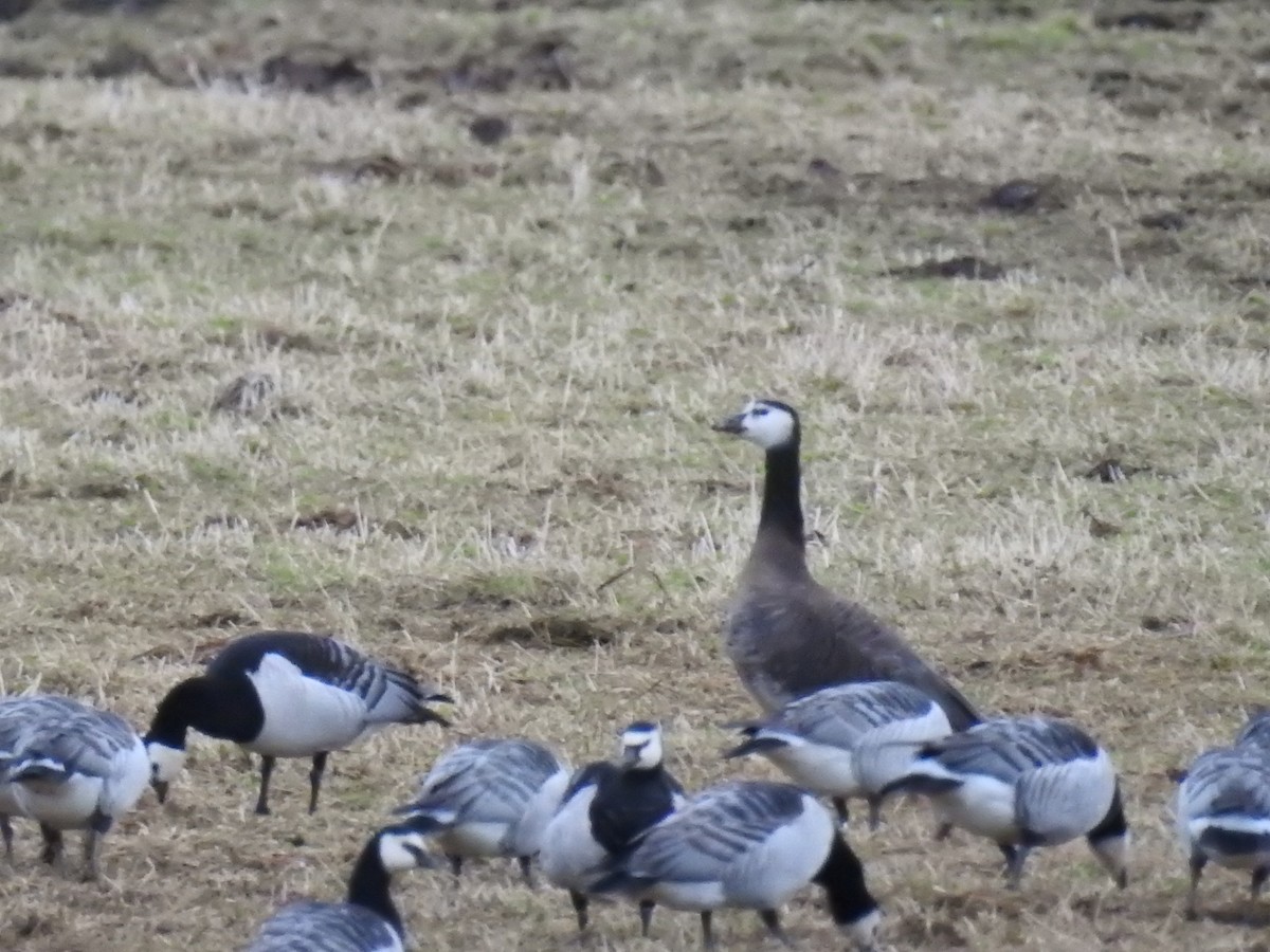 Greater White-fronted x Barnacle Goose (hybrid) - Ashwin Viswanathan
