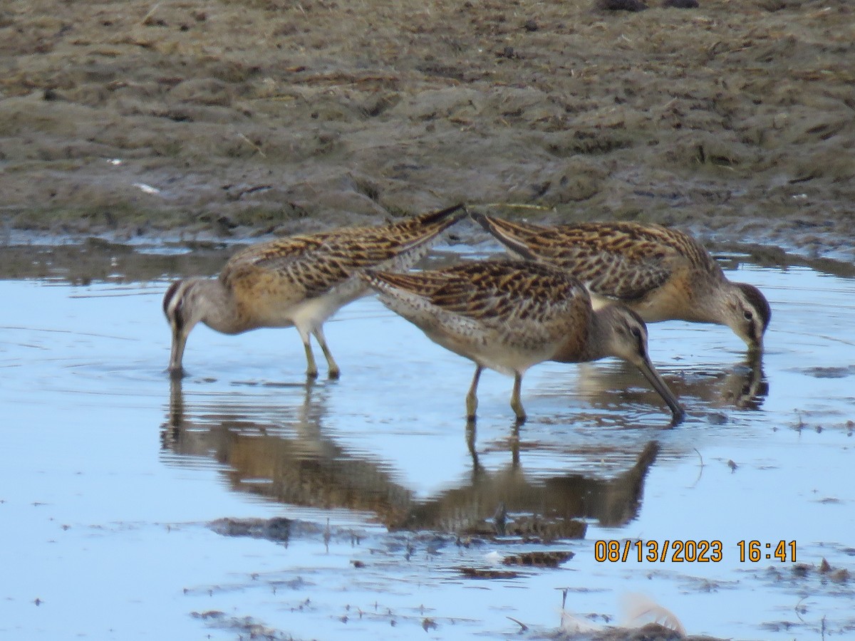 Short-billed Dowitcher - ML606626351