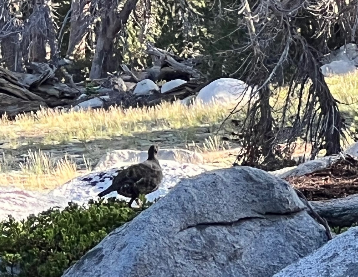 Sooty Grouse - ML606626551