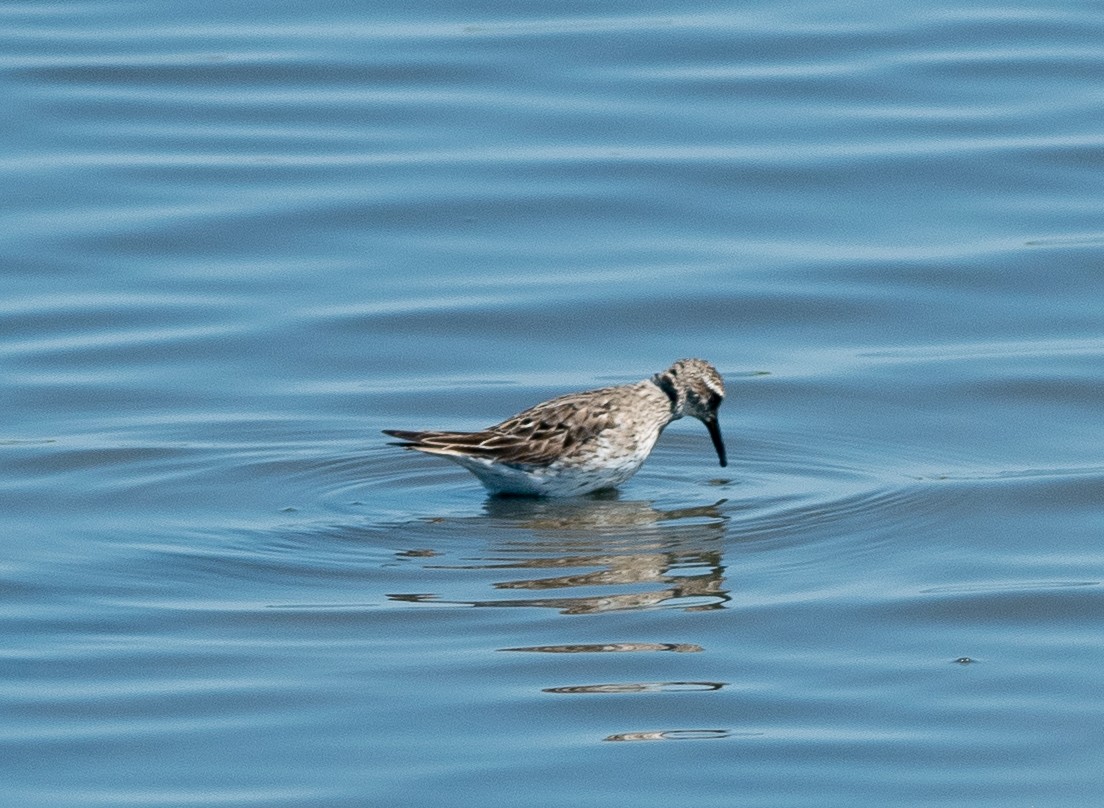 Weißbürzel-Strandläufer - ML606626621