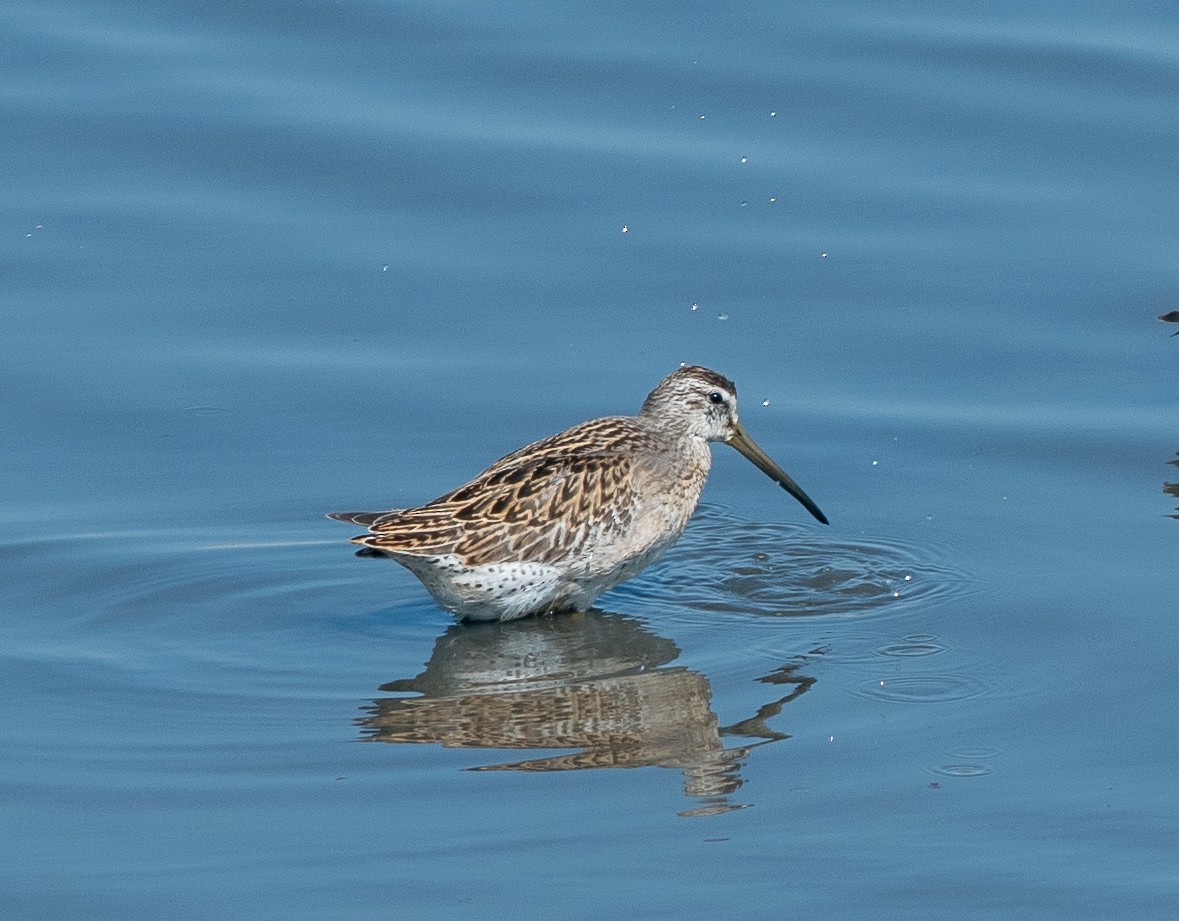 Short-billed Dowitcher - ML606626711