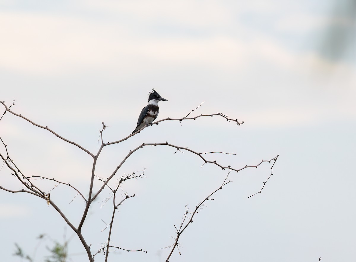 Belted Kingfisher - ML606627691