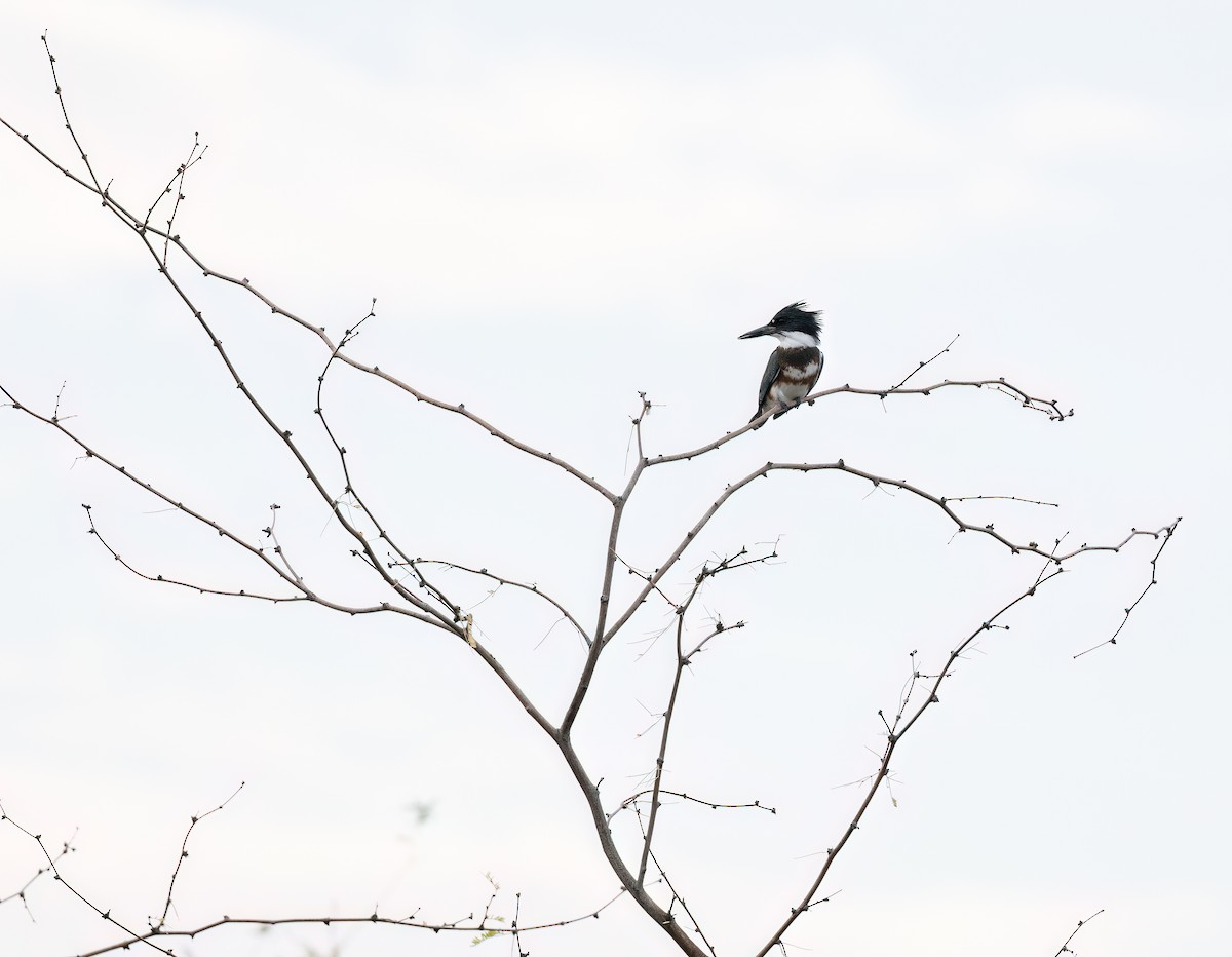 Belted Kingfisher - ML606627721