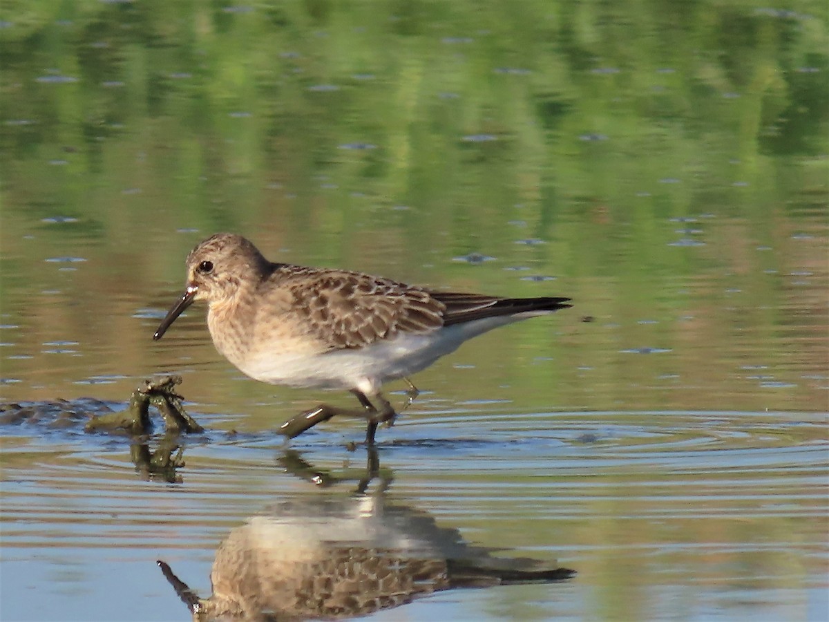 Baird's Sandpiper - ML606629771