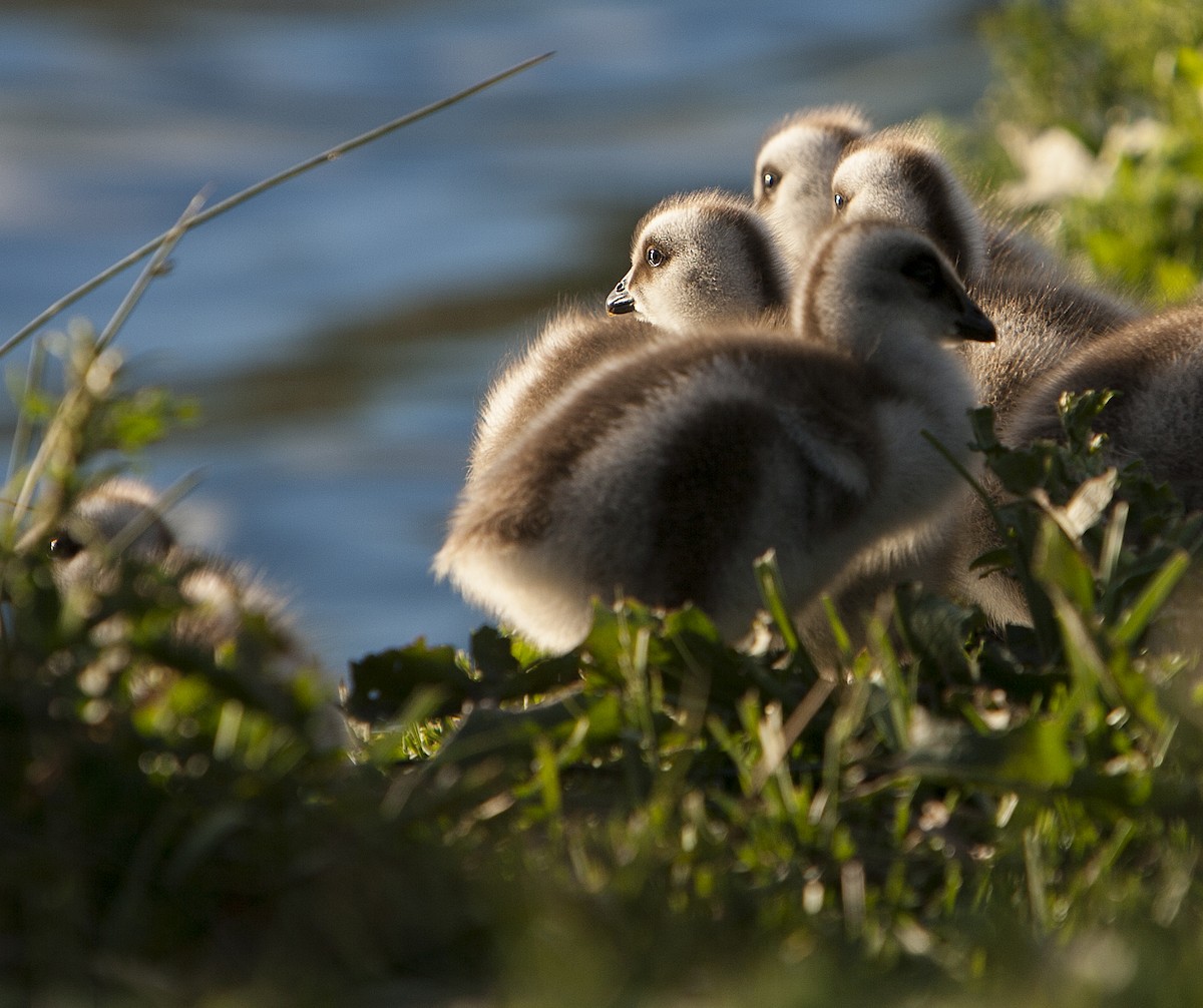 Upland Goose - ML60663071