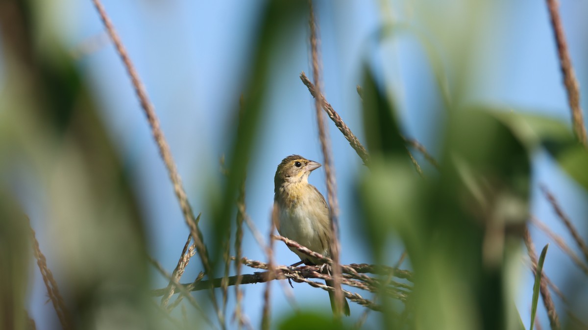 Dickcissel d'Amérique - ML606630751