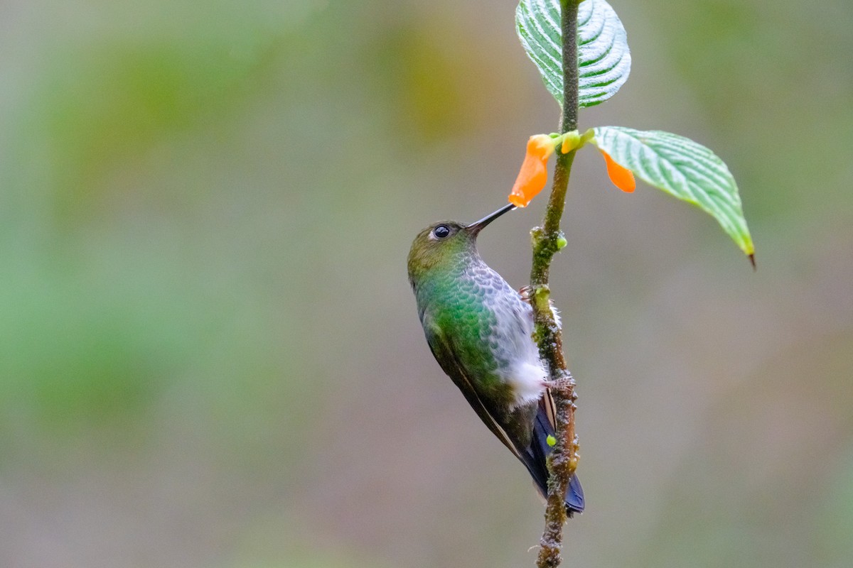 Greenish Puffleg - Camilo Jiménez