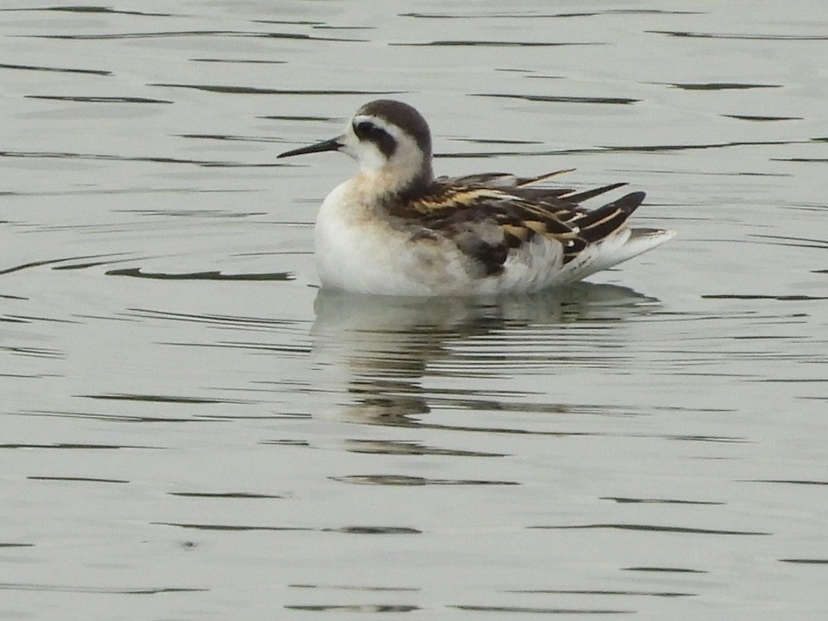 Phalarope à bec étroit - ML606631131