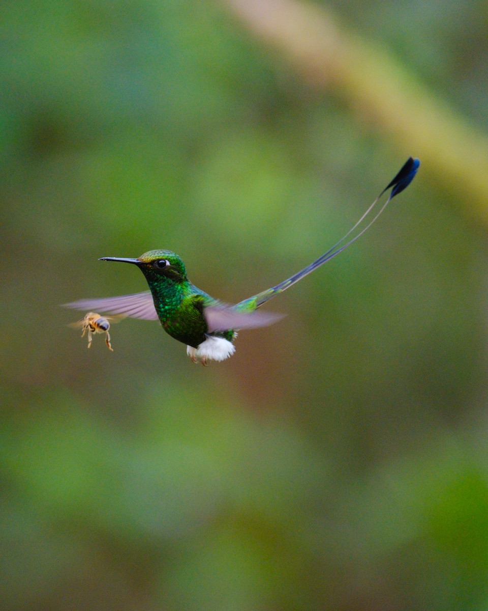 Colibrí de Raquetas Faldiblanco - ML606631411