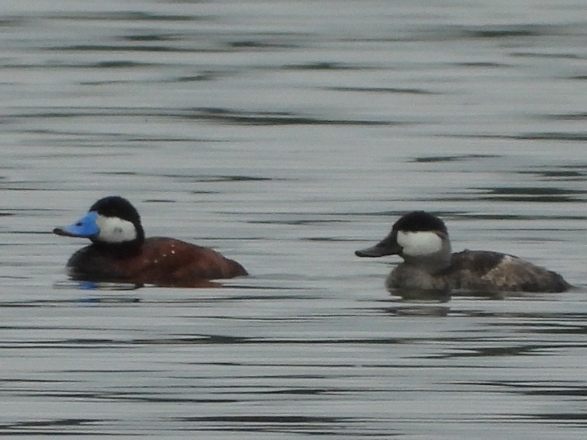 Ruddy Duck - Cliff Dekdebrun