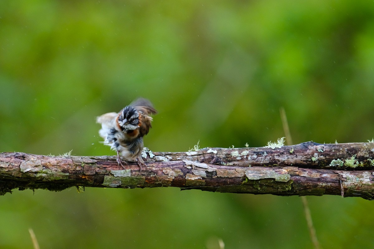 Rufous-collared Sparrow - Camilo Jiménez
