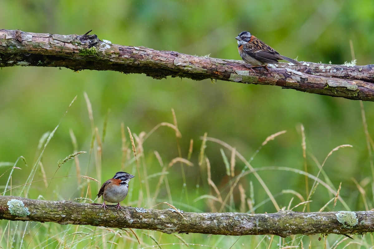 Rufous-collared Sparrow - Camilo Jiménez