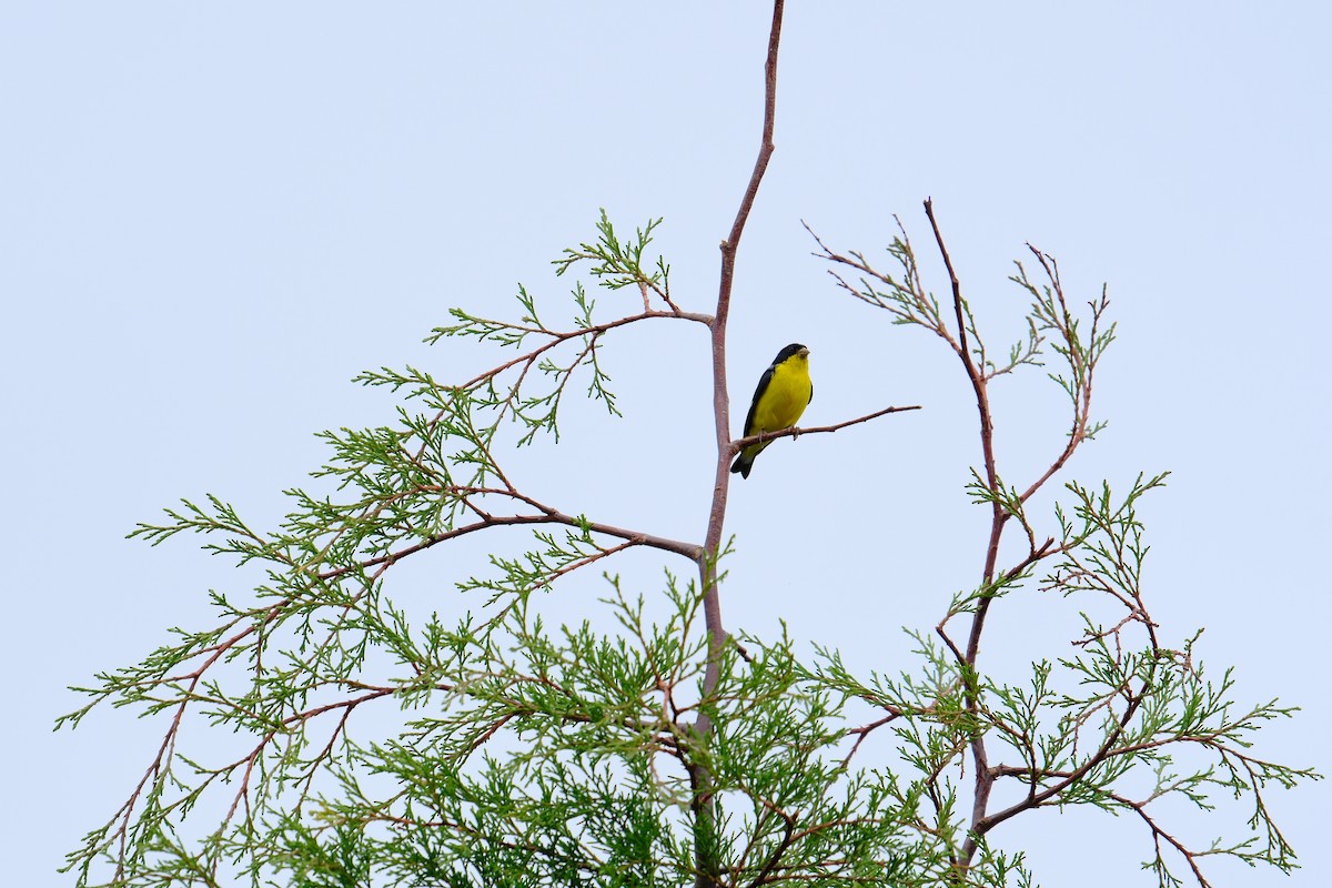 Lesser Goldfinch - ML606632321