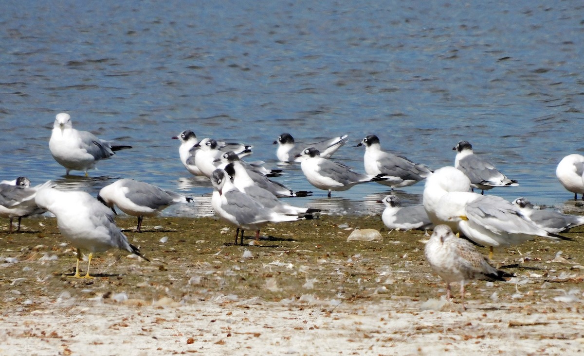 Franklin's Gull - ML606632521