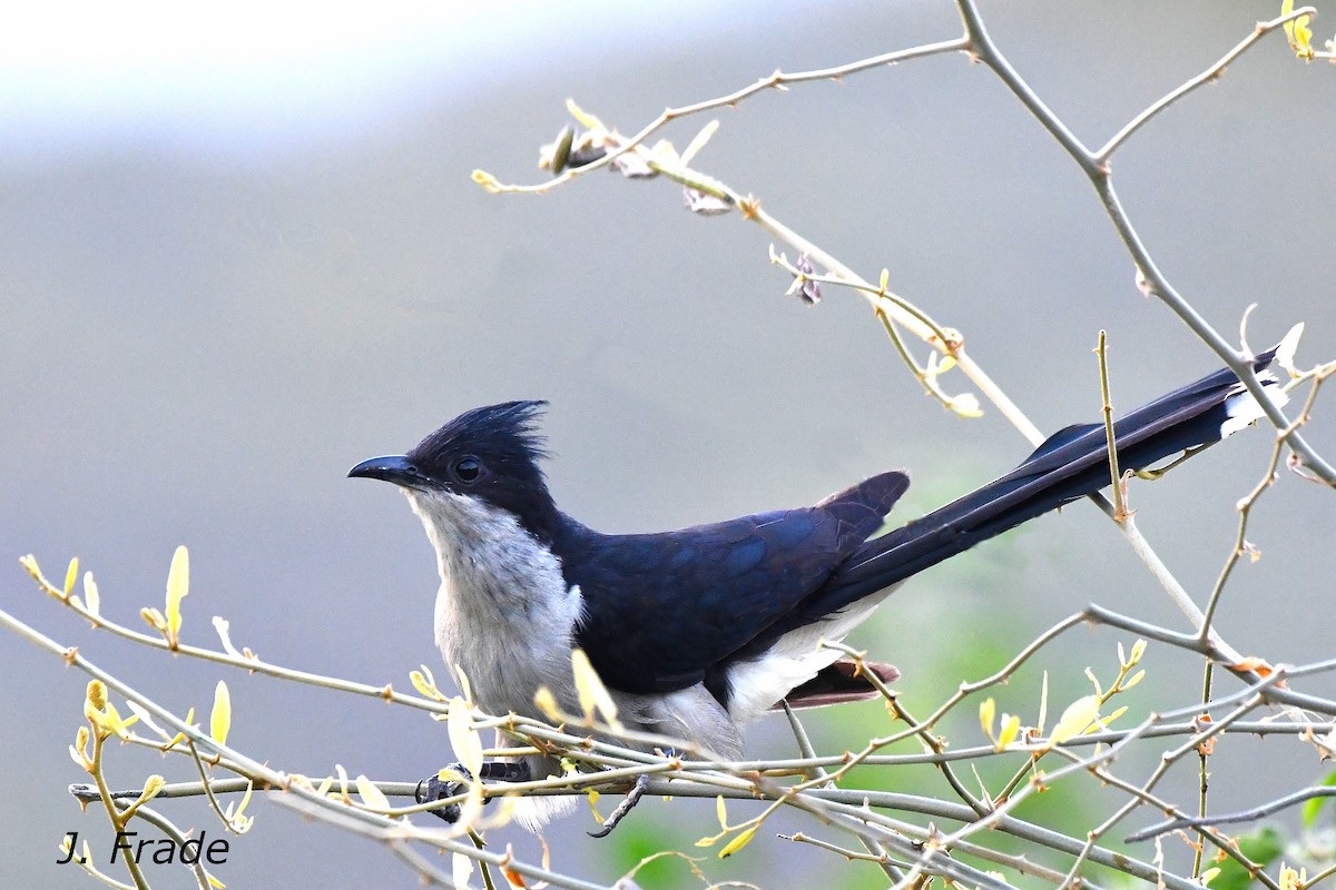 Pied Cuckoo - José Frade