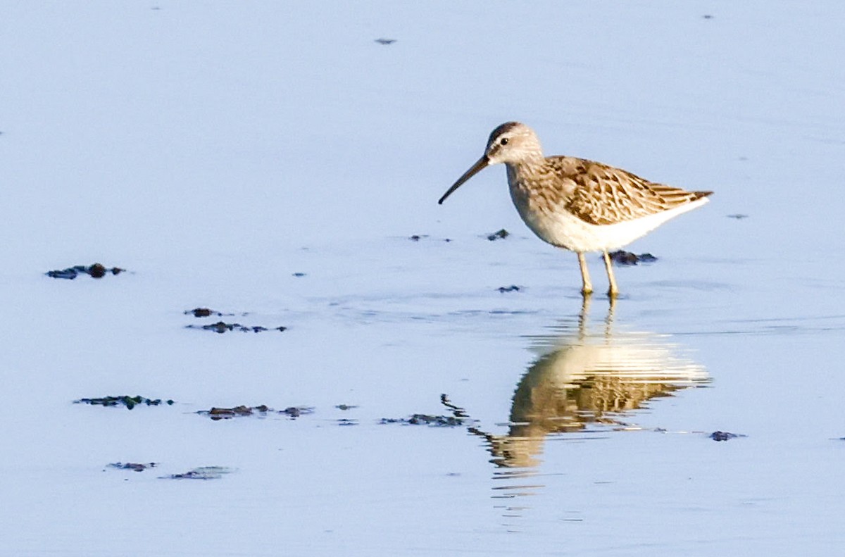 Stilt Sandpiper - ML606633181