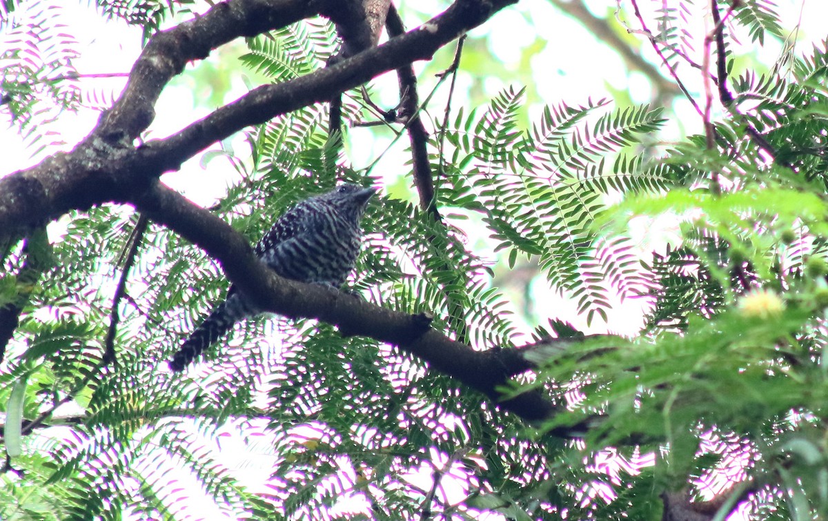 Bar-crested Antshrike - ML606633641