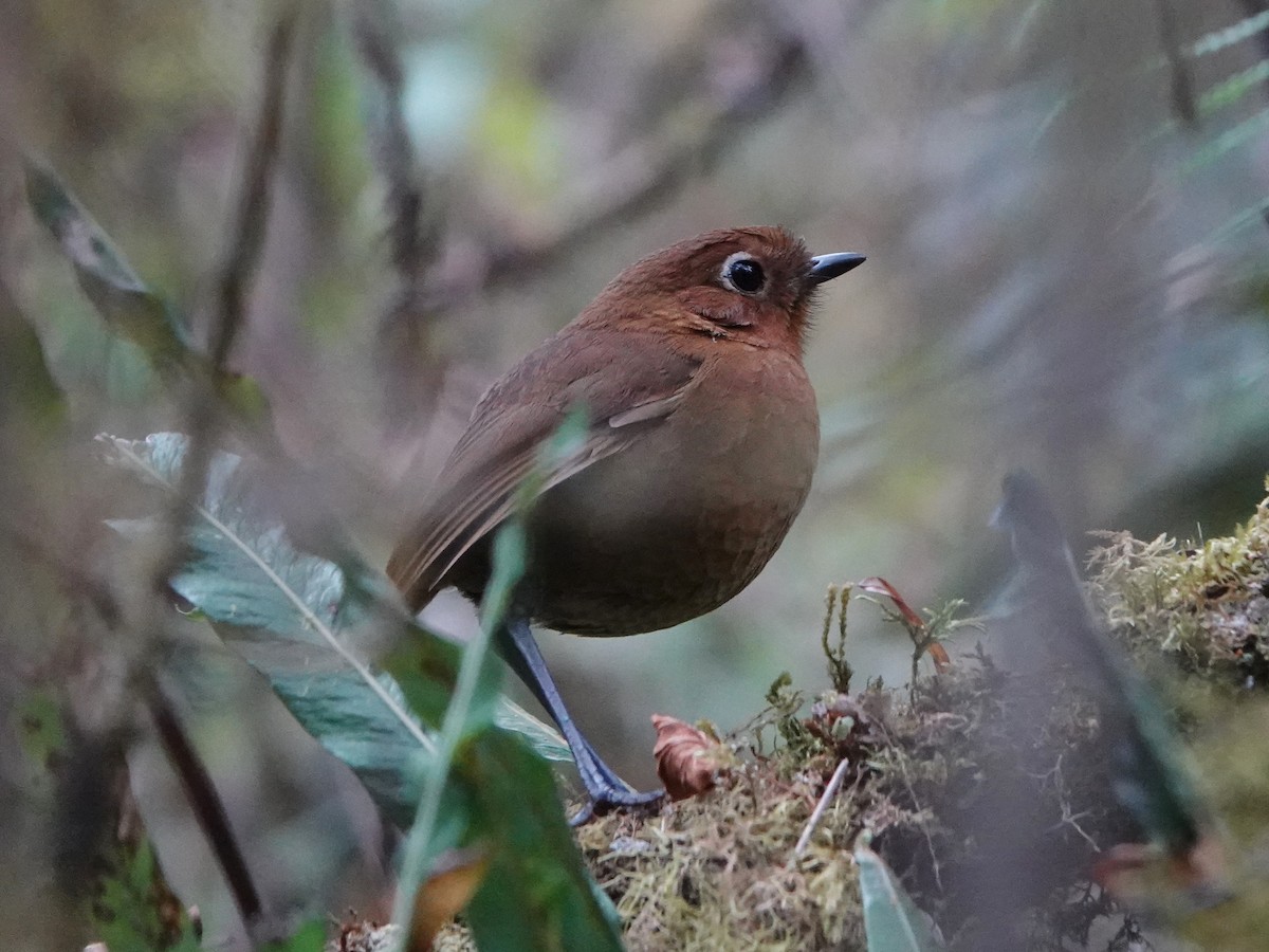 Puno Antpitta - ML606634871