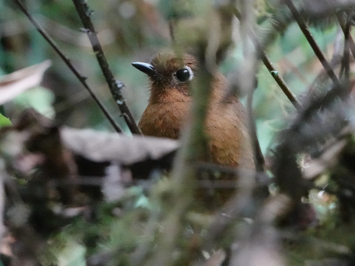 Puno Antpitta - ML606634881