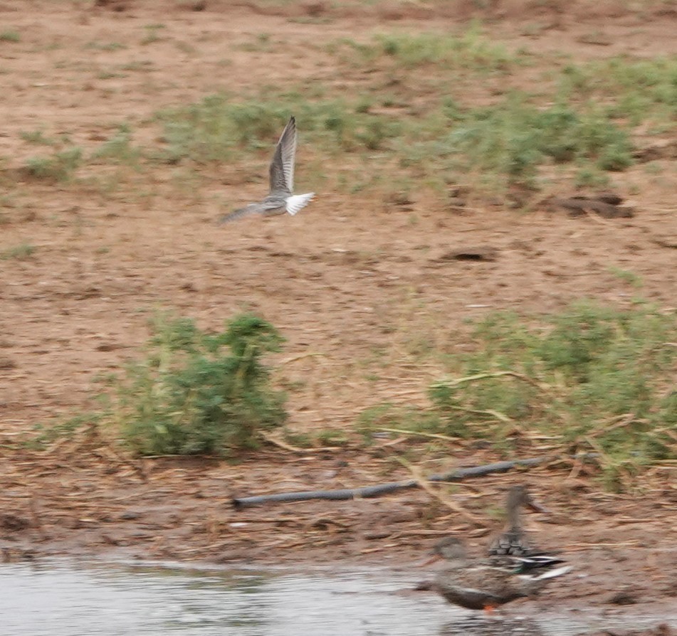 Wilson's Phalarope - Rene Laubach