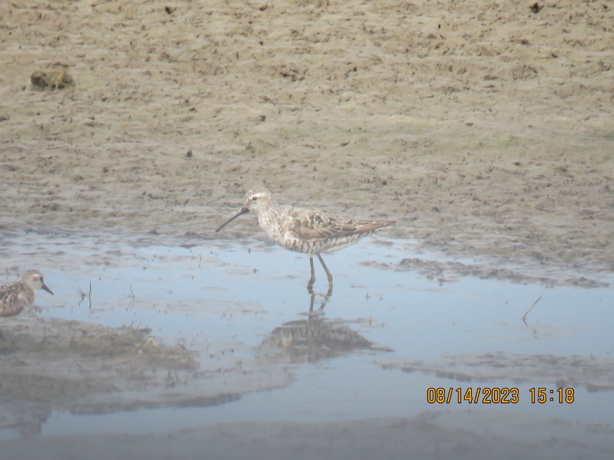 Stilt Sandpiper - ML606635541