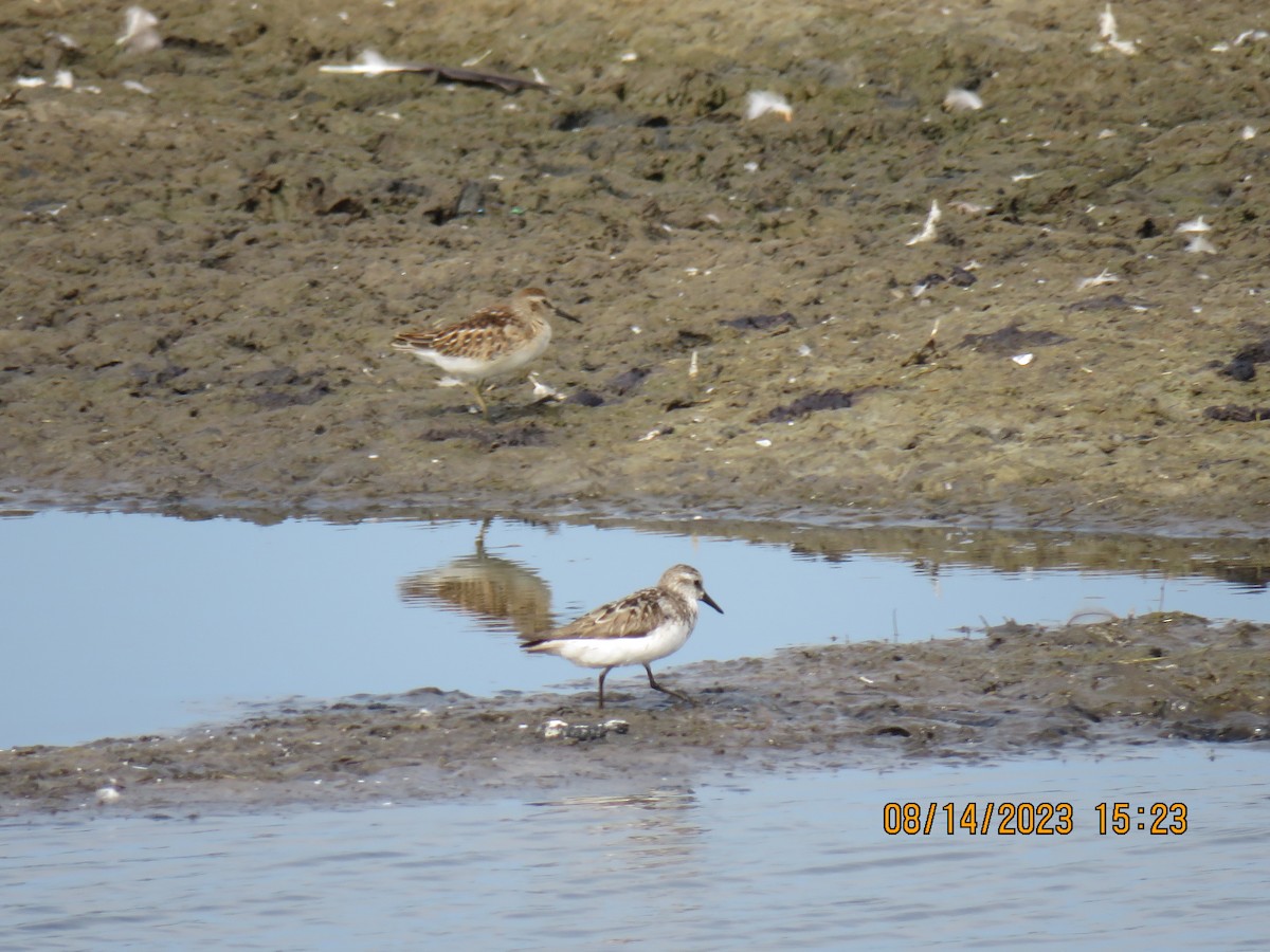 Semipalmated Sandpiper - ML606635911