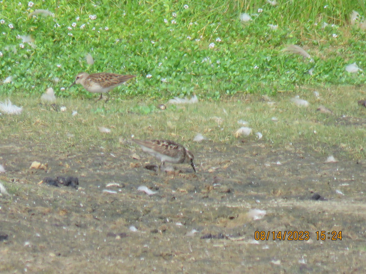 Least Sandpiper - ML606636071