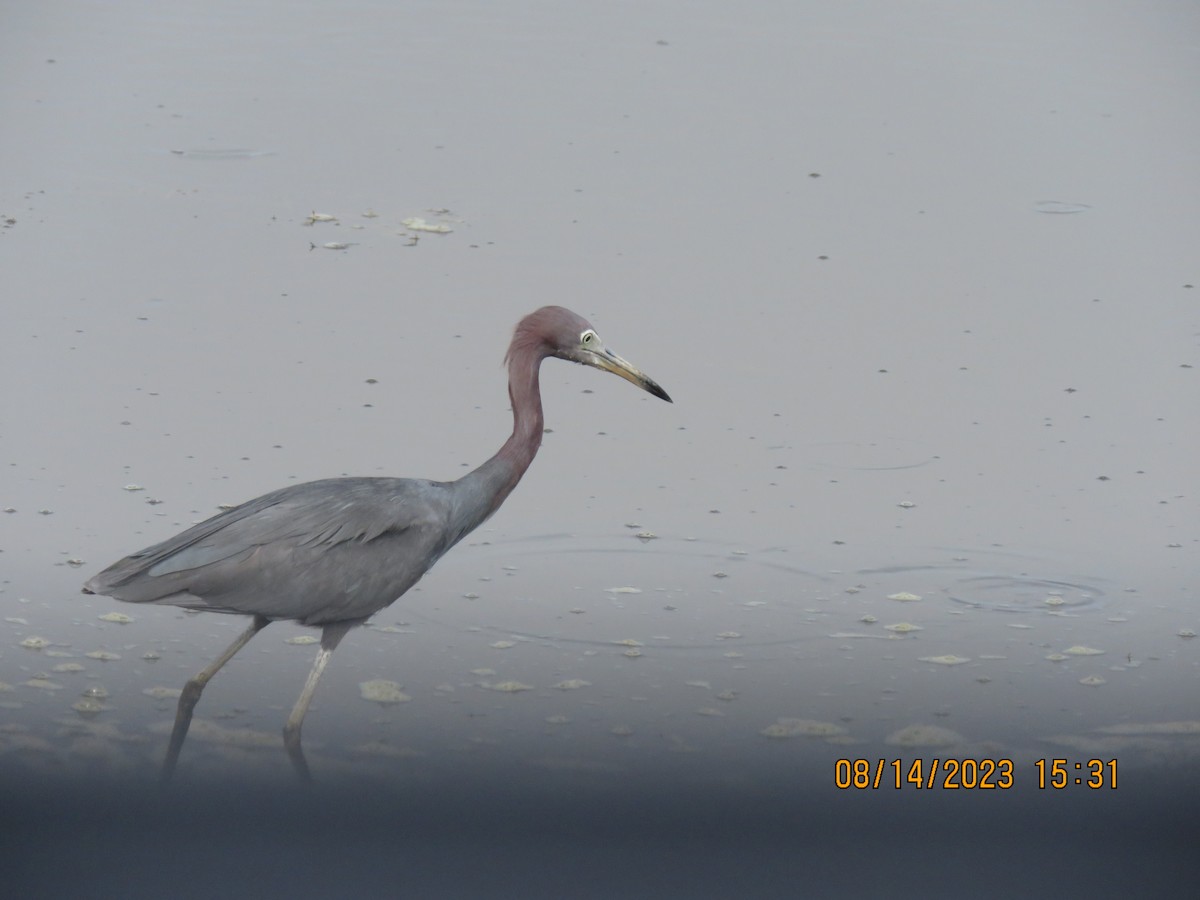 Little Blue Heron - ML606636241