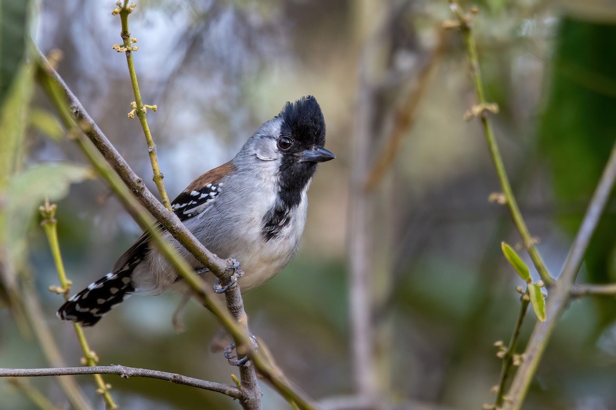 Silvery-cheeked Antshrike - ML606636661