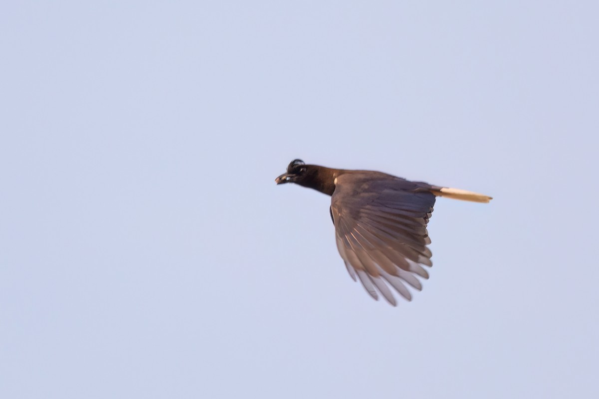 Curl-crested Jay - ML606636691