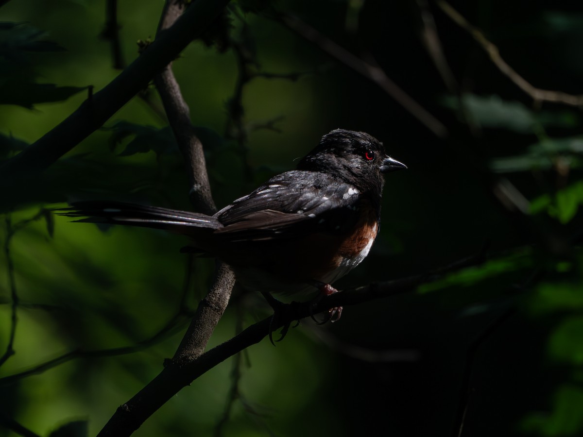 Spotted Towhee - ML606637511