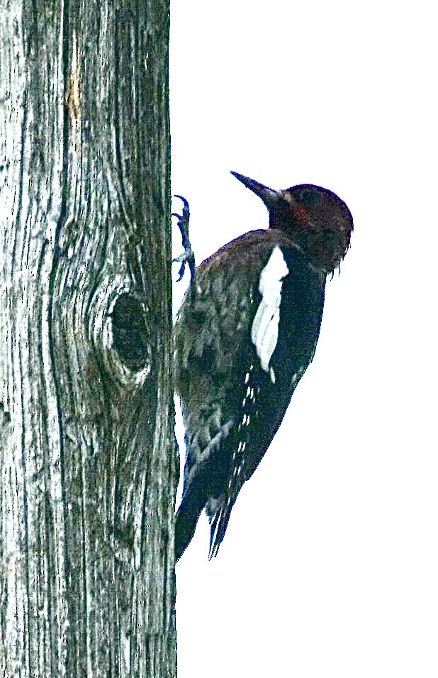 Red-breasted Sapsucker - ML606637911