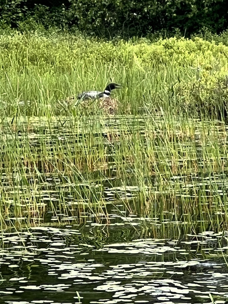 Common Loon - ML606638101