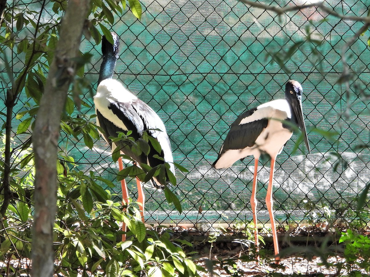 Black-necked Stork - Leonie Beaulieu