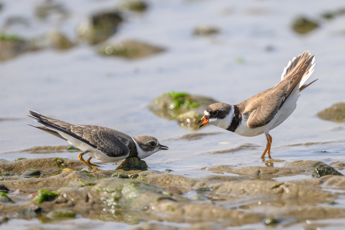 Semipalmated Plover - ML606639141