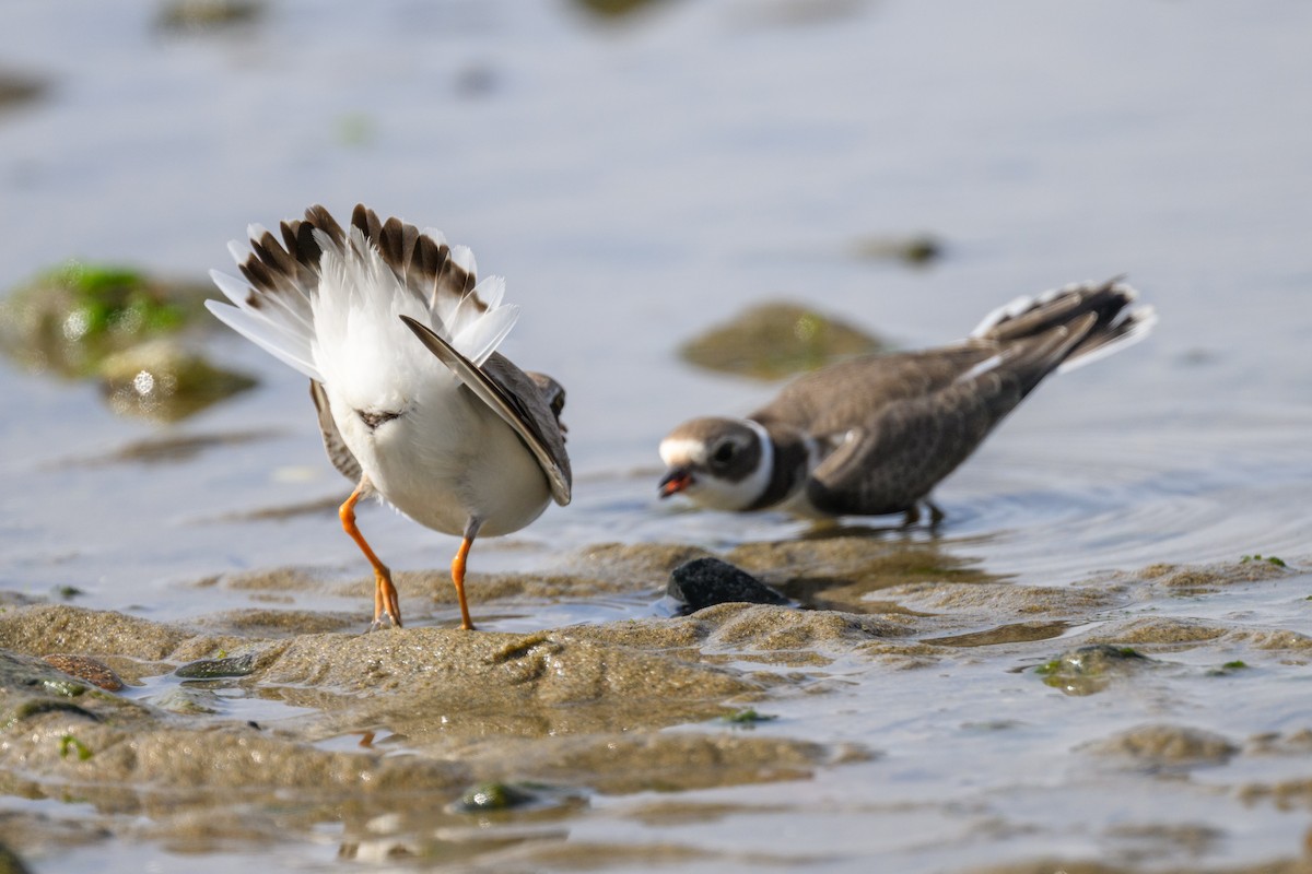 Semipalmated Plover - ML606639151